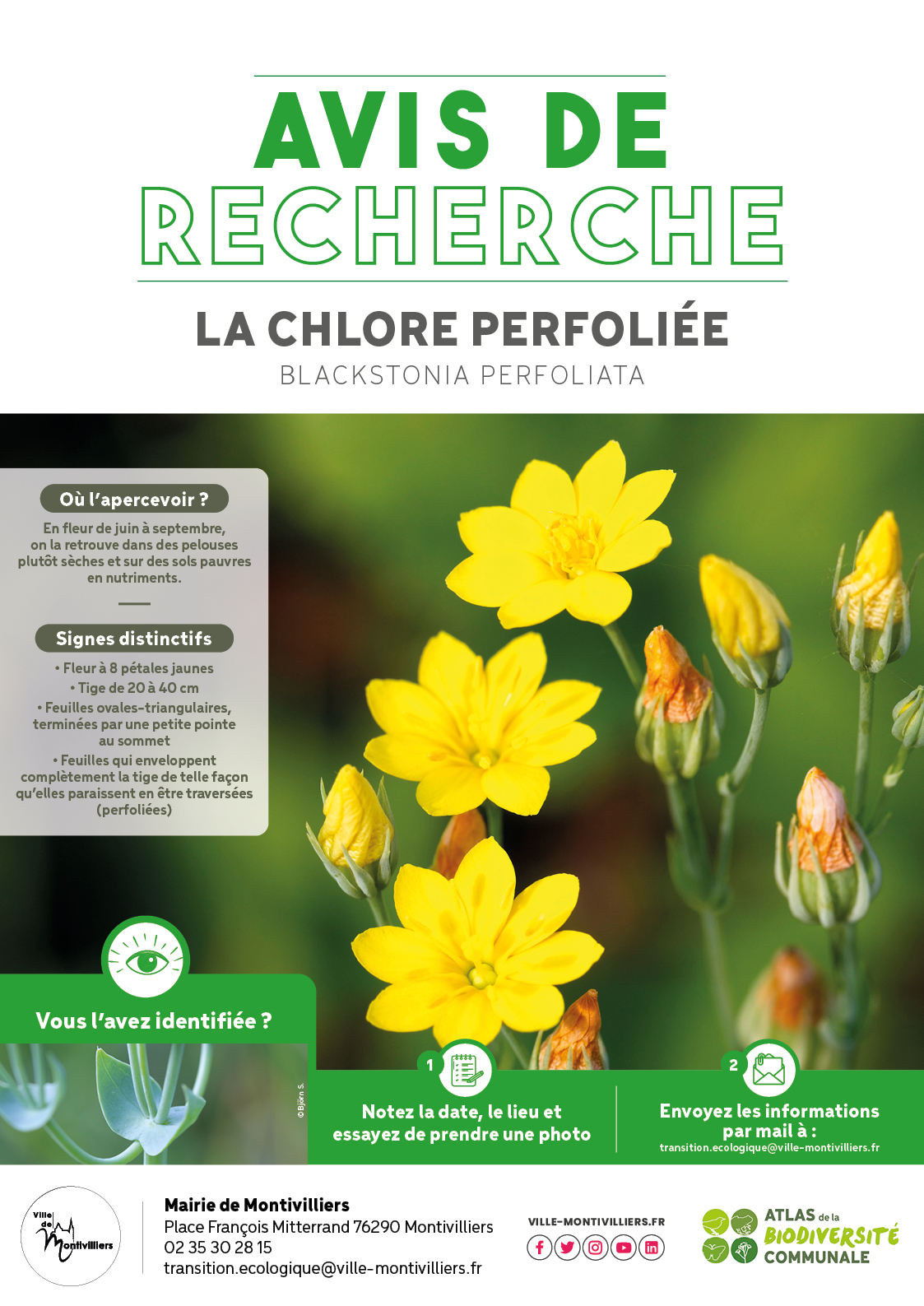 Avis de recherche : la chlore perfoliée